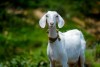 Kambing Aqiqah Buat Anak Perempuan