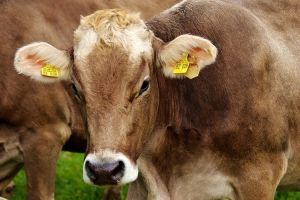 Syarat Kambing Qurban Dan Aqiqah