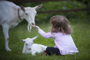 Hikmah Aqiqah Dan Qurban Diantaranya Adalah