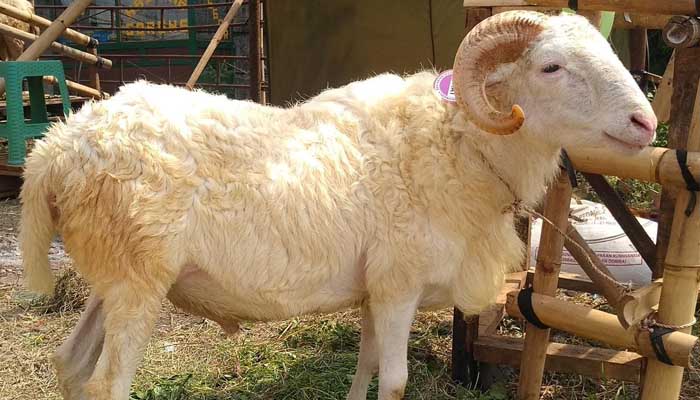 Bolehkah Aqiqah Anak Laki2 Dengan Satu Kambing