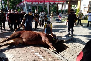 Apa Hukum Aqiqah Dengan Sapi