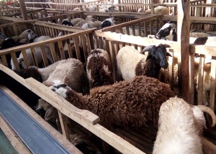 Aqiqah Anak Perempuan Harus Kambing Apa