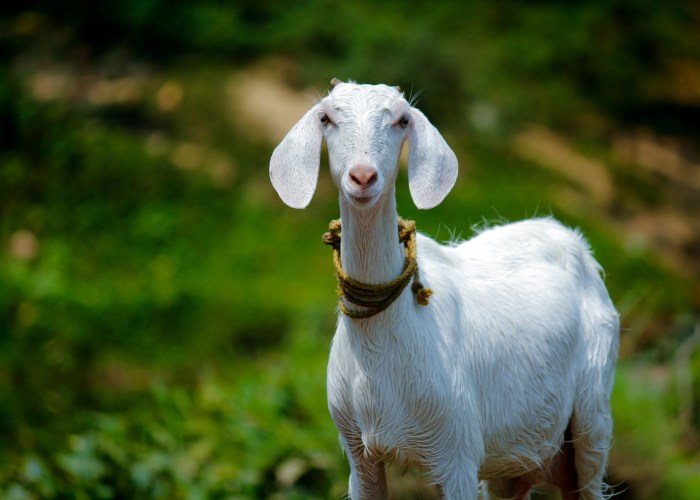 Kambing Aqiqah Buat Anak Perempuan