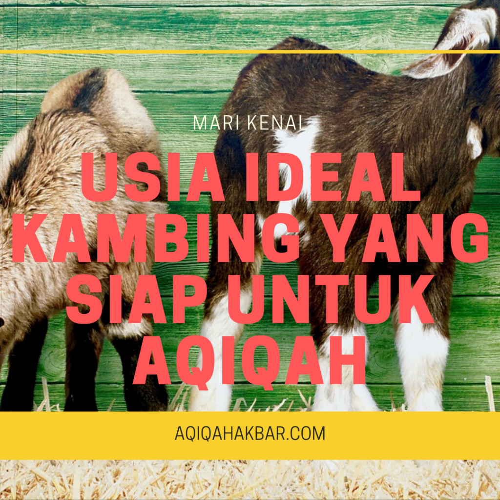 Kambing Buat Aqiqah Umur Berapa. Usia Ideal Kambing Yang Siap Untuk Aqiqah