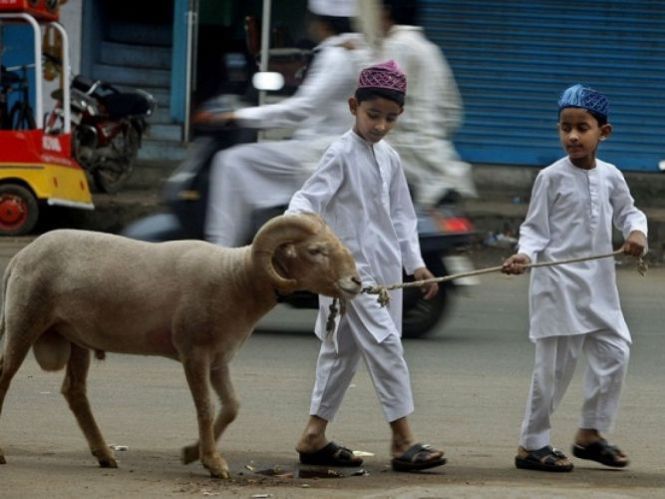 Ketentuan Hewan Aqiqah Dan Qurban. Ketentuan Penyembelihan Hewan, Aqiqah, Dan Kurban