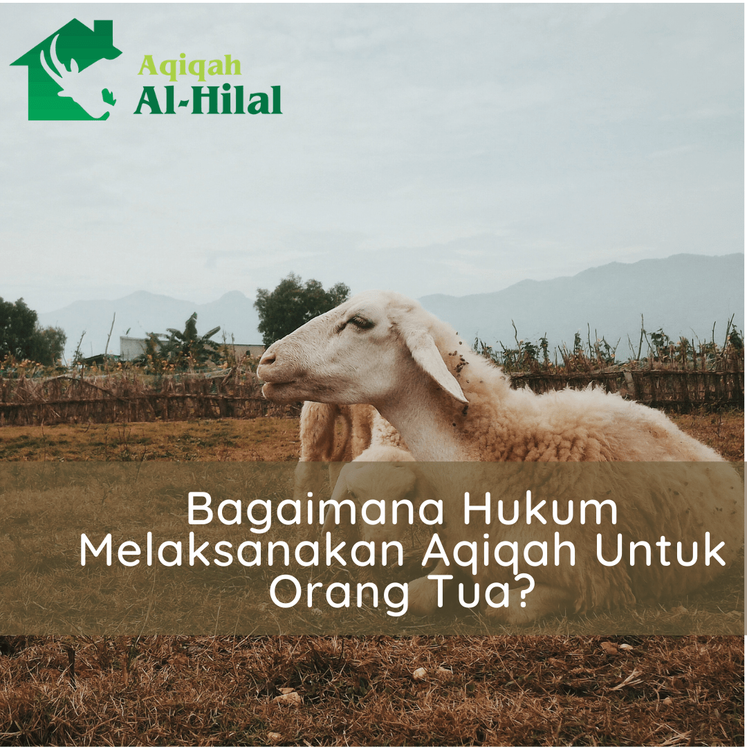 Melaksanakan Aqiqah Bagi Orang Tua Hukumnya. Bagaimana Hukum Melaksanakan Aqiqah Untuk Orang Tua