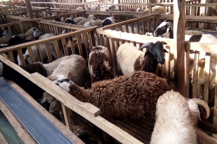 Domba Untuk Aqiqah Jantan Atau Betina. Bolehkah Aqiqah Kambing Betina? Halaman 1