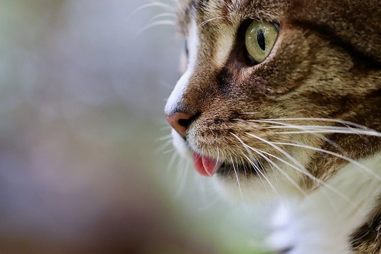 Arti Didekati Kucing Saat Sholat. Perlu Diketahui, Inilah Pertanda dari Allah SWT jika Sering Didekati