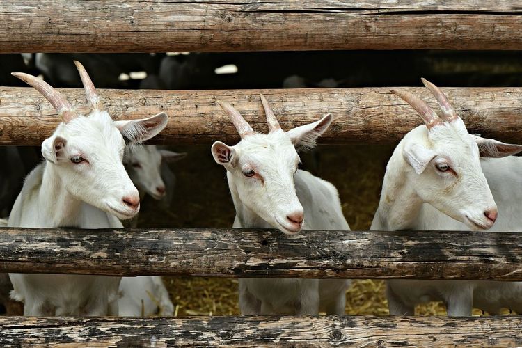 Hukum Qurban Sebelum Aqiqah Menurut Nu. Bolehkah Qurban Sebelum Aqiqah? Ini Penjelasan Hukumnya