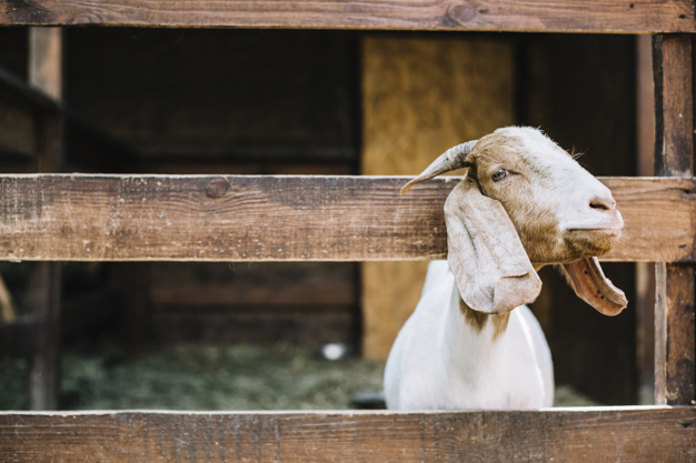 Kambing Buat Aqiqah Umur Berapa. Berapakah Umur Minimal Kambing Untuk Akikah?