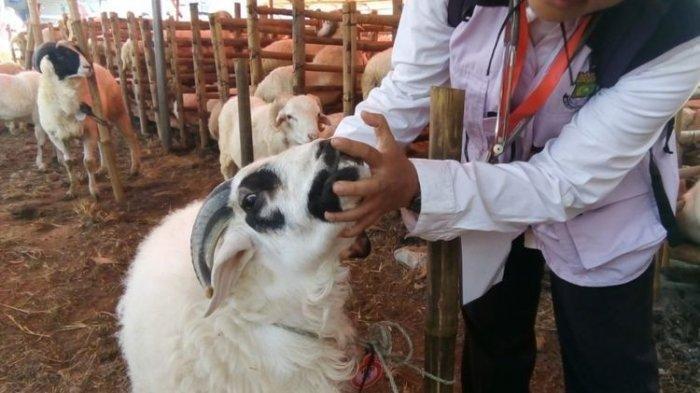 Anak Belum Aqiqah Tapi Ingin Berkurban. MAU Berkurban Tapi Belum Aqiqah Anak? Mana Sebaiknya