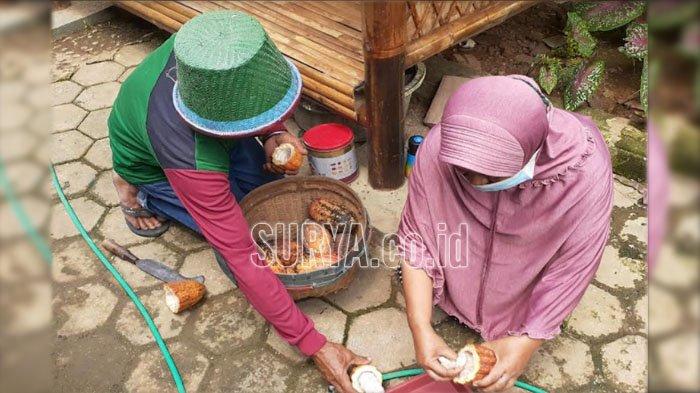 Jual Jam Sholat Di Madiun. Harga Panen Kakao di Kabupaten Madiun Naik, Dari Rp 22 Ribu