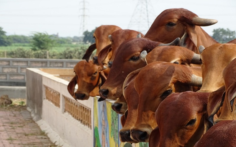 Apa Hukum Aqiqah Dengan Sapi. Bolehkah Aqiqah Dengan Sapi?