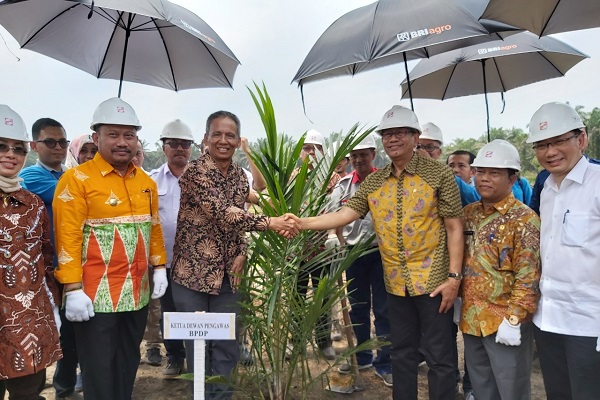 Dana Hibah Replanting Kelapa Sawit. Ayo Petani Sawit, Ini Ada Dana Hibah dan Kredit Murah untuk