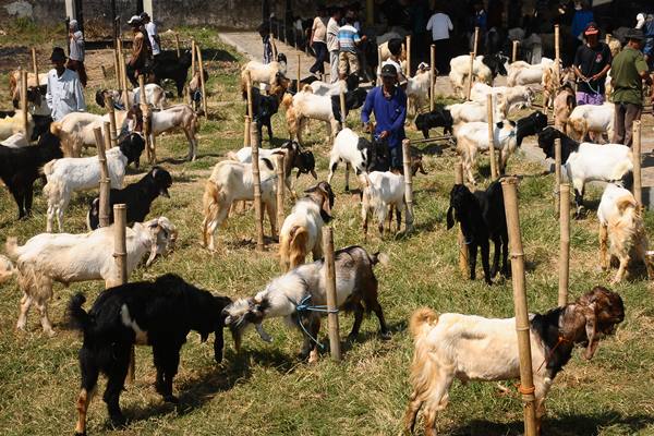 Jelaskan Tata Cara Pembagian Daging Qurban Dan Aqiqah. Begini Pembagian Daging Kurban Menurut Ulama