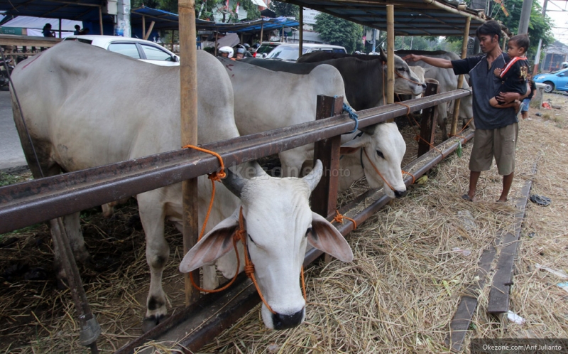 Kriteria Hewan Qurban Dan Aqiqah. 4 Syarat dan Kriteria Hewan Kurban : Okezone Tren