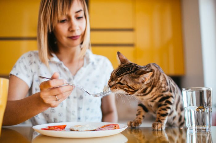 Arti Didekati Kucing Saat Sholat. 4 Pertanda Jika Didatangi Kucing Menurut Primbon Jawa, Akan