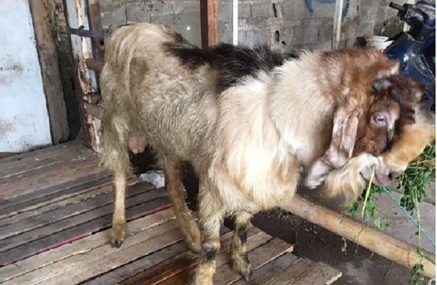 Apakah Boleh Aqiqah Di Hari Qurban. Aqiqah di Hari Raya Iduladha dan Bareng Kurban, Boleh Enggak