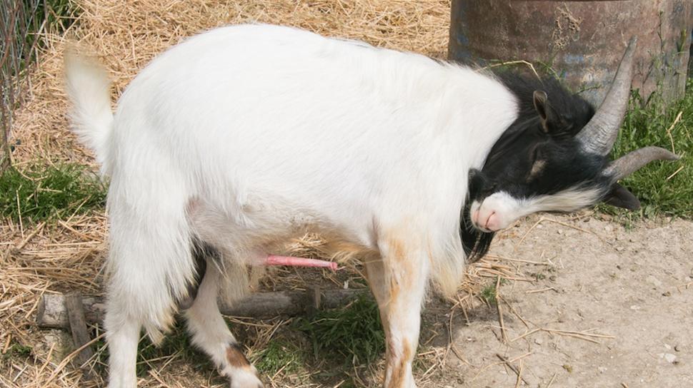 Syarat Kambing Qurban Dan Aqiqah. Berapa Usia Hewan yang Sah untuk Kurban? Ini Syarat Sah Usia