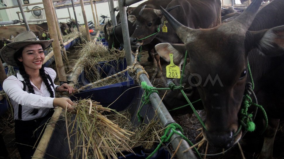 Manfaat Pelaksanaan Aqiqah Dan Qurban. 5 Manfaat Kurban, Salah Satunya Menghapus Dosa