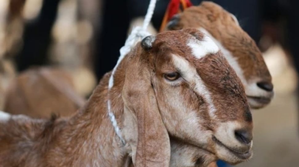 Hukum Qurban Sebelum Aqiqah Menurut Nu. Ini Hukum Qurban Sebelum Aqiqah yang Jadi Problematik