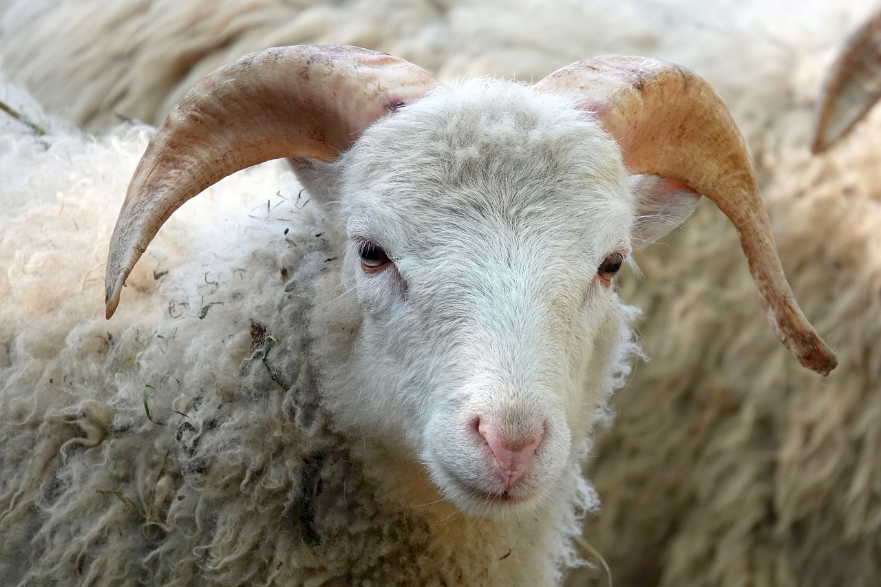 Kambing Buat Aqiqah Umur Berapa. Berapakah Minimal Usia Kambing Untuk Aqiqah? Ini Dia