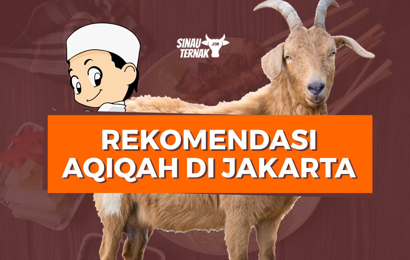 Jual Kambing Aqiqah Jakarta Barat. 10 Rekomendasi Catering Aqiqah Jakarta Terbaik