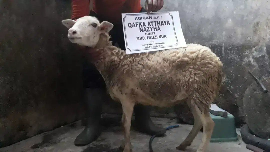 Kambing Aqiqah Murah Pak Wan. Kambing Domba Aqiqah Murah Medan