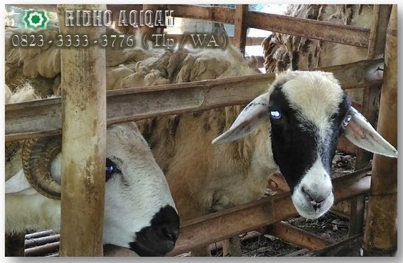 Persamaan Dan Perbedaan Antara Qurban Dengan Aqiqah. Persamaan Aqiqah dan Qurban yang harus kamu tau